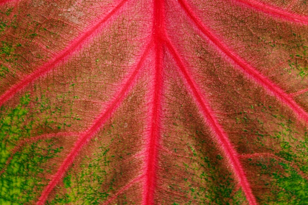Деталь фона текстуры листьев бон