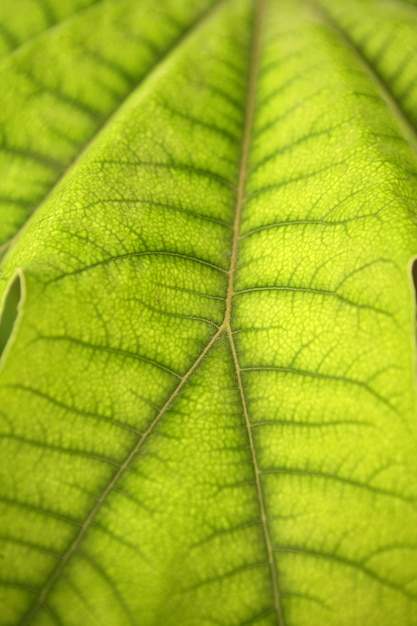 詳細明るい葉植物学マクロ