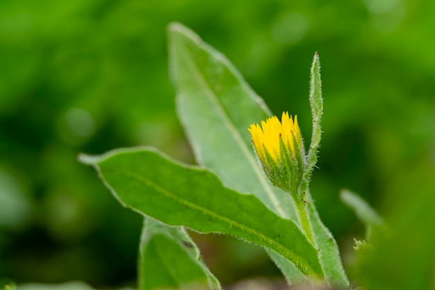 금잔화 arvensis의 세부 사항은 일반적인 이름 필드 금잔화 선택적 초점으로 알려진 데이지 가족의 꽃 식물 종입니다.