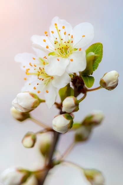 Detail of cherry flower