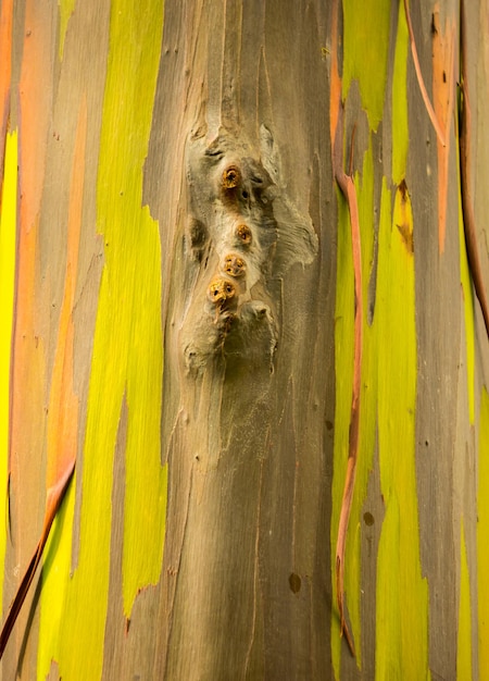 Photo detail of colorful bark of rainbow eucalyptus tree