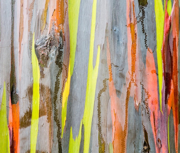 Photo detail of colorful bark of rainbow eucalyptus tree