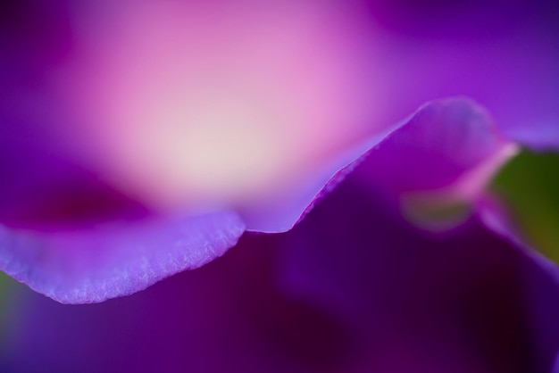 Detail of Convolvulus flower petal