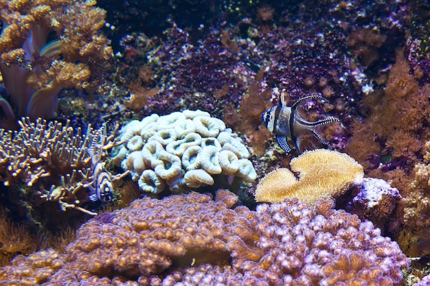 Detail of coral reef: Egypt, Red Sea