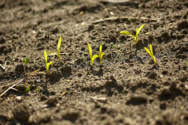 Detail of the corn sprouts in spring inside the field of the farm where it is grown