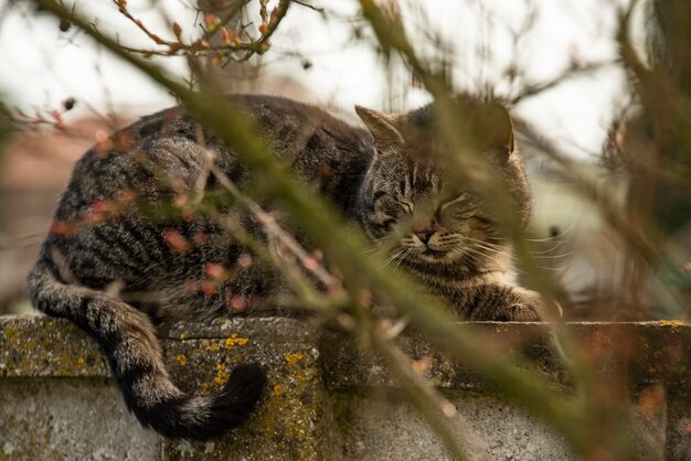 Photo detail of cute cat rest between the branches