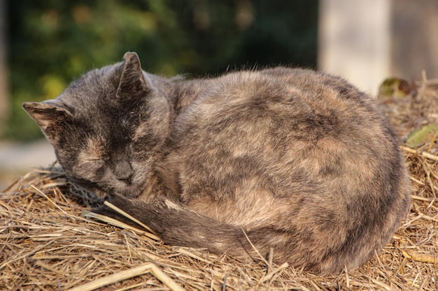 干し草で眠るかわいい猫のディテール。わらで眠っている子猫