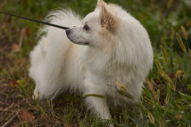 Detail of Dog leash in the park