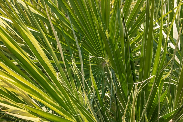 Detail en textuur van een palmblad