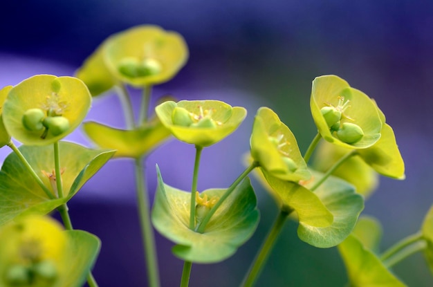 유포르비아 꽃의 세부 사항 Euphorbia sp