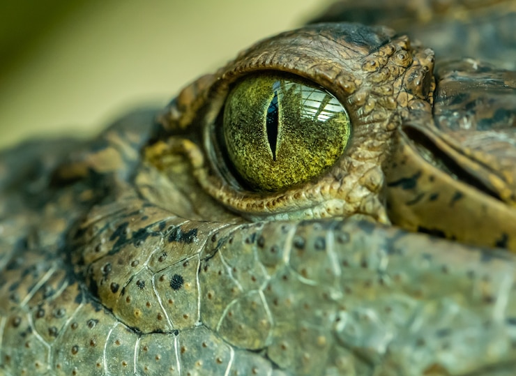 Photo detail on eye of a crocodile, animal zoo