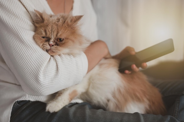 Dettaglio della mano femminile che tiene lo smartphone e digita il messaggio mentre gioca con il simpatico persiano