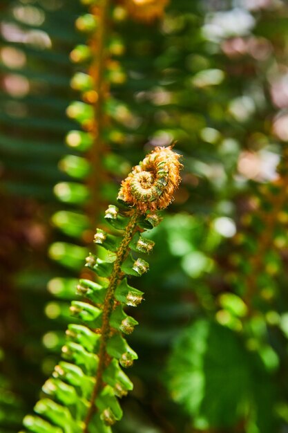 Foto particolare di foglia di felce con viaggio a spirale in primavera