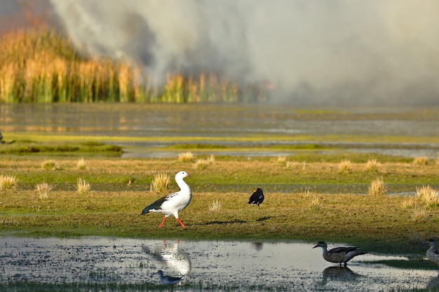 Particolare del fuoco di canne all'interno del lago junin