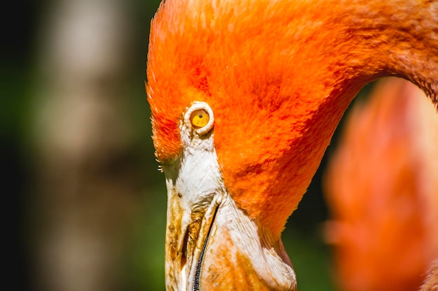 деталь головы фламинго с длинной шеей
