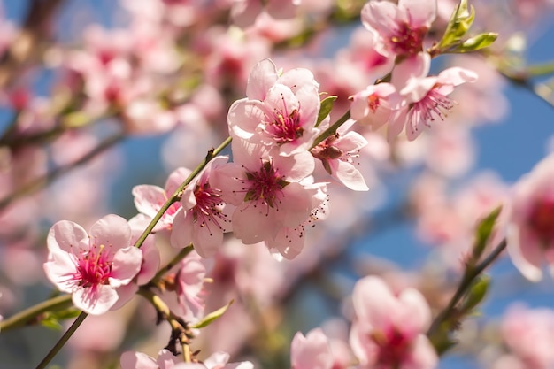 春の桃の木の花のディテール。