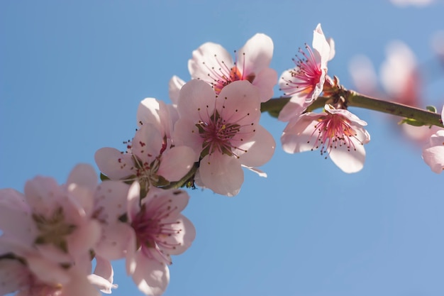 春の桃の木の花のディテール。