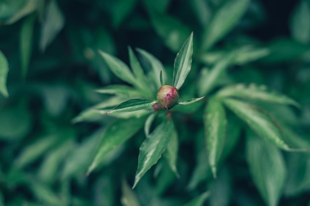 Detail of a flower plant in the forest Beautiful Background pattern for design