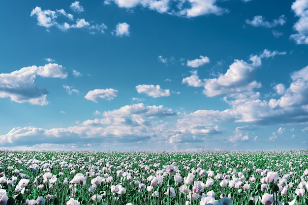 Detail of flowering opium poppy, in Latin papaver somniferum, on a field. Cloudscape, toned sky with clouds.