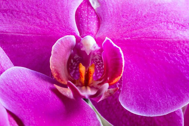 Detail of flowering orchid