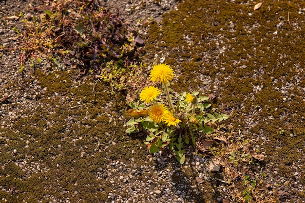 Detail of Flowers grow on the asphalt