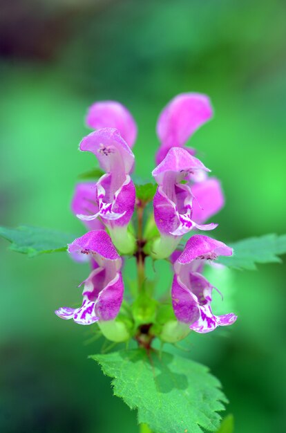 Lamium maculatum의 꽃의 세부 사항