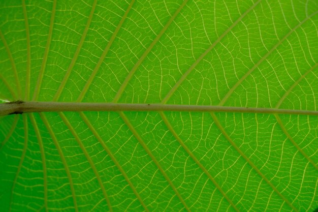 Photo detail of fresh green leaves