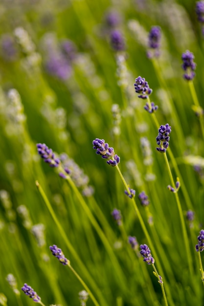 Detail from lavender field