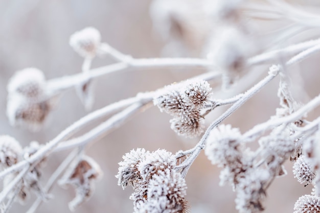 Photo detail of a frozen shrub on a frosty winter morning