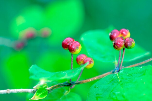 나 ⁇ 가지 에 있는 Lonicera xylosteum의 과일 의 세부 사항