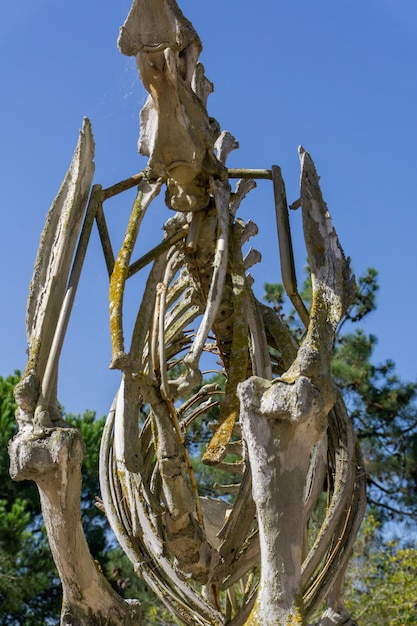 Detail of giraffe skeleton in safari park Badoca