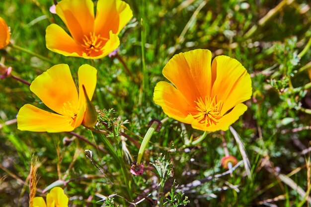 Detail of golden yellow flowers