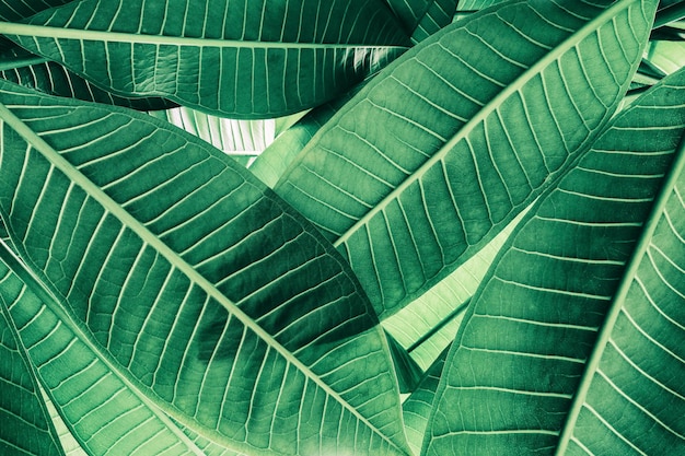 Detail of green leaf, abstract texture background