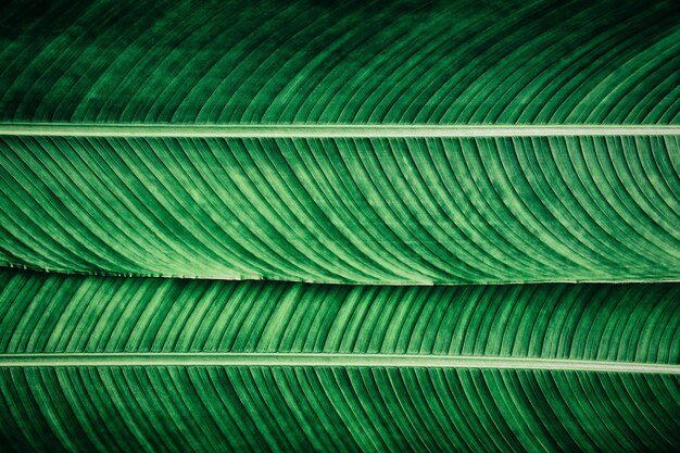 Detail of green leaf, abstract texture background