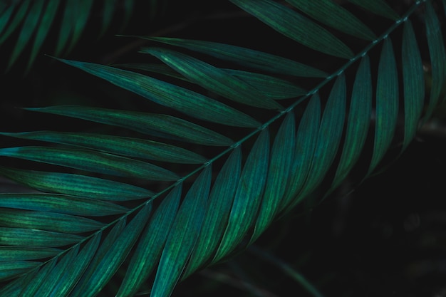 Photo detail of a green leaf