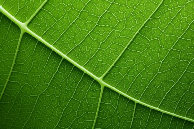 Detail of a green leaf