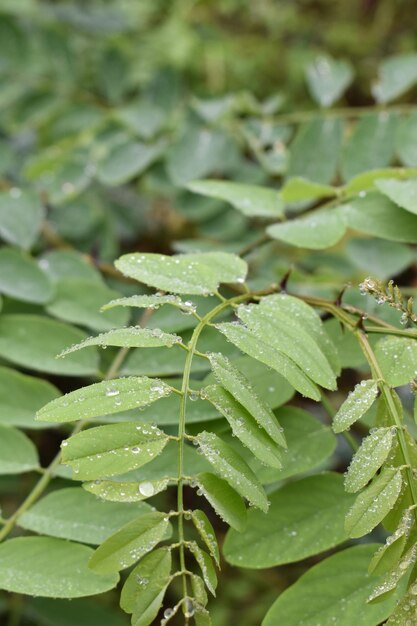 Foto dettaglio di foglie verdi in natura con gocce d'acqua mattutine