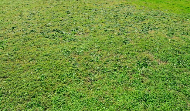 晴れた日の緑の牧草地の詳細