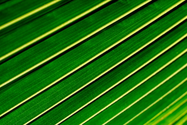 Detail of green palm coconut leaves. 