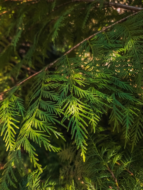 Detail of the green pine leaf on light