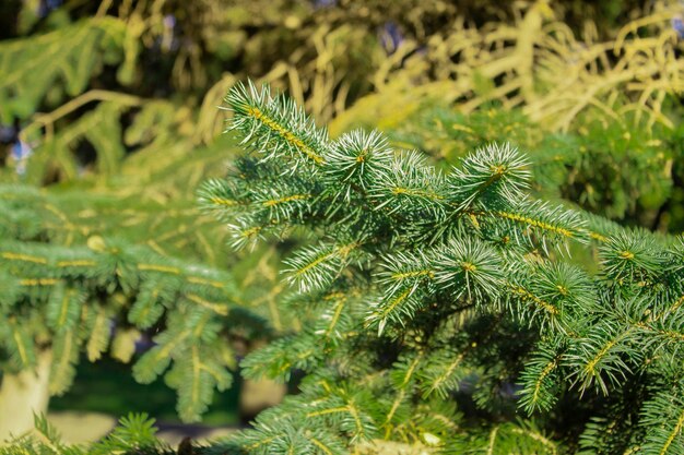 Detail of the green pine leaf on light