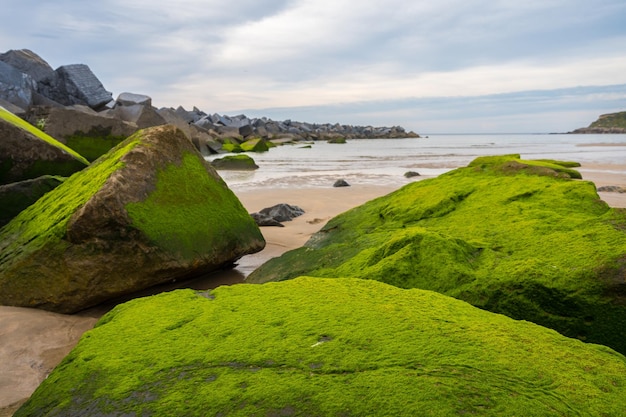San Sebastian Basque Country 시의 Zurriola 해변에 있는 녹색 바위의 세부 사항