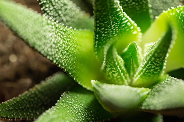 Detail of green succulent plant with white bumps