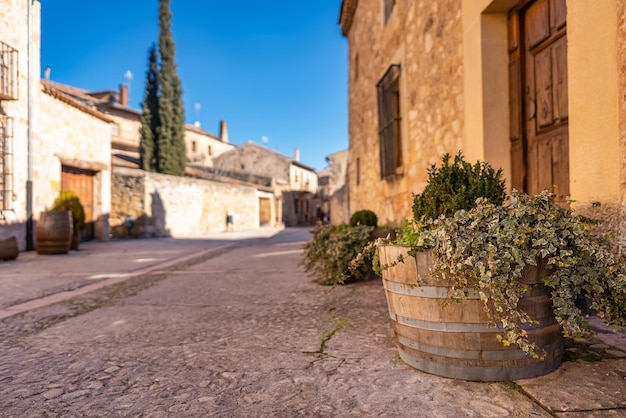 Деталь зеленого виноградного растения в деревянном горшке на улице средневековой деревни Педраса