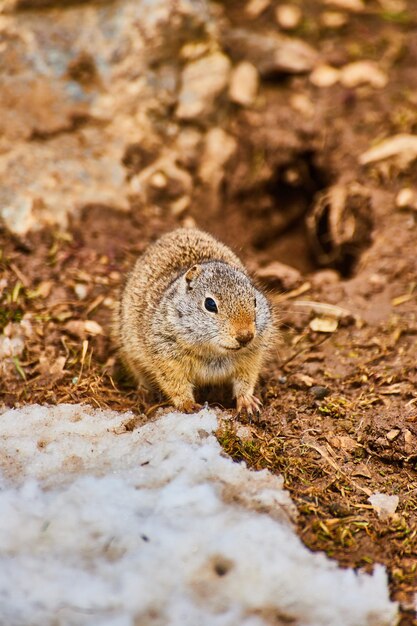 Detail of ground squirrel exploring grounds with snow