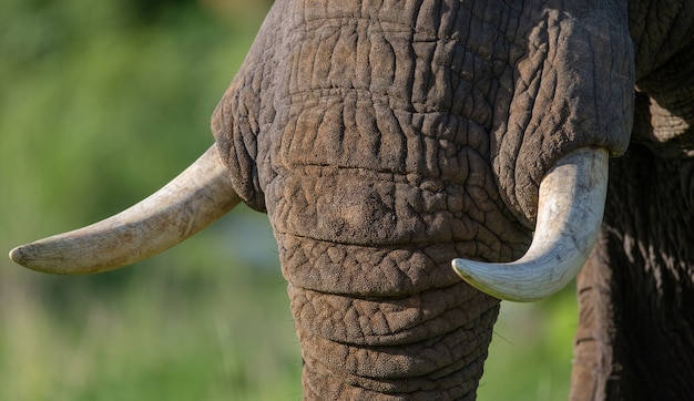 Foto particolare della testa e zanna di elefante.