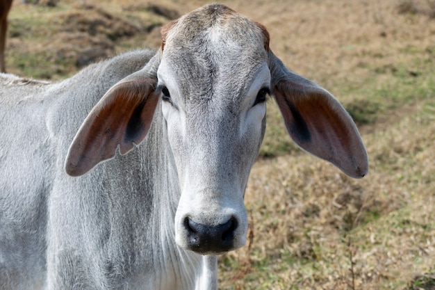 Detail of the head of Gir cattle on the farm