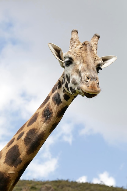 Detail of the head of a giraffe