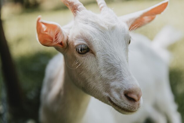 Detail of the head of one white young horned goat standing on the pasture