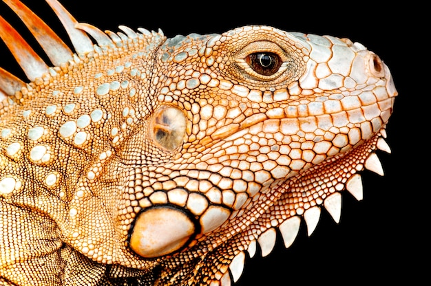 Detail of Iguana